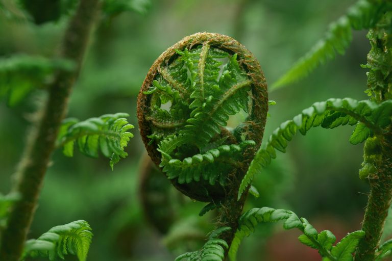 Fern unfurling